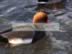 Red Crested Pochard Epping -3.jpg (86kb)